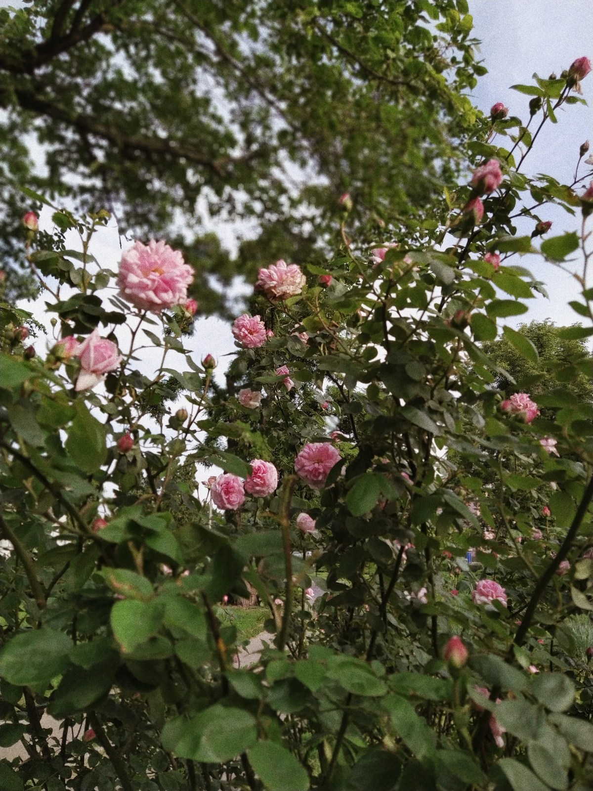 Processed with VSCO with a4 preset