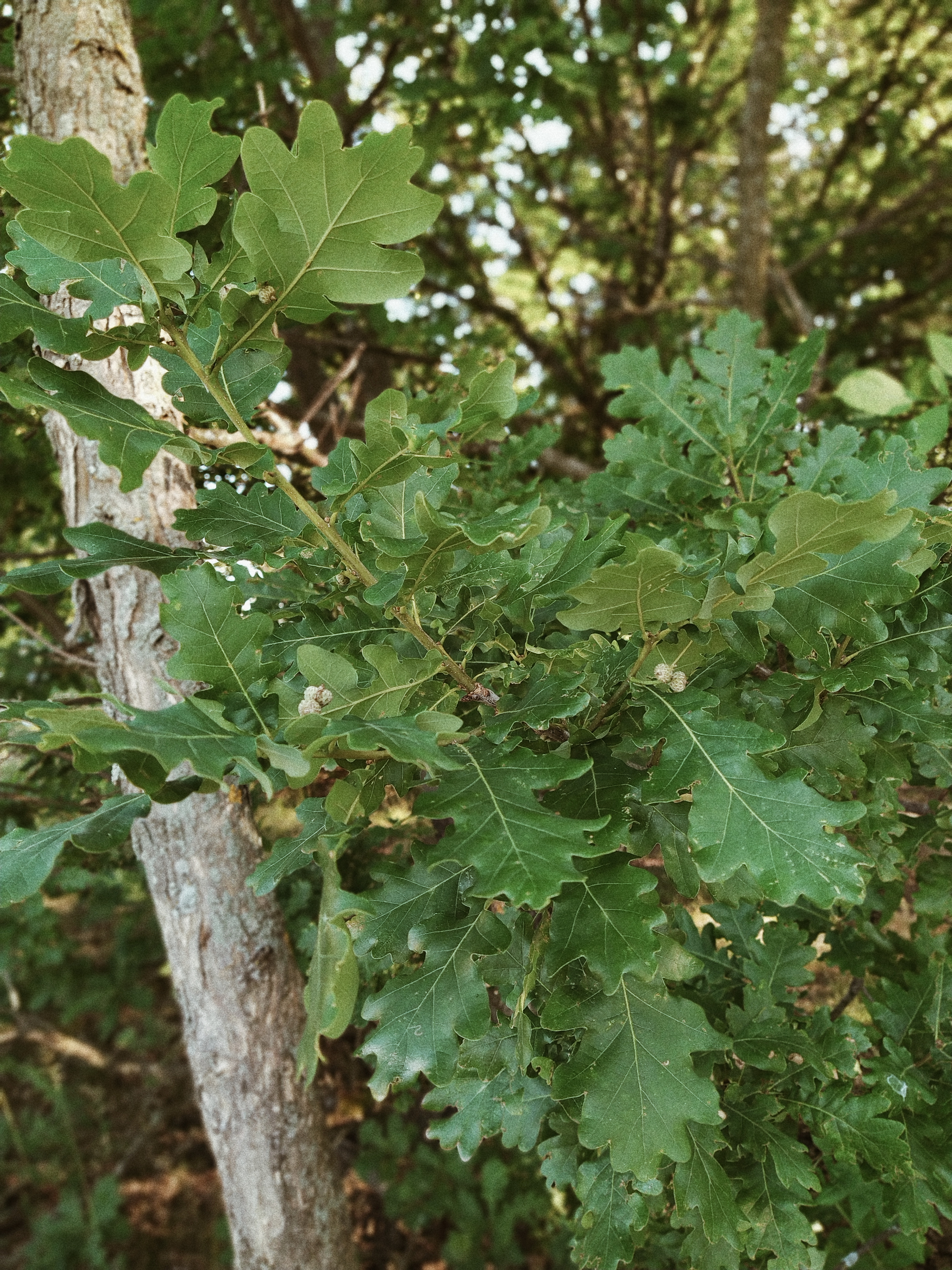 Processed with VSCO with a4 preset